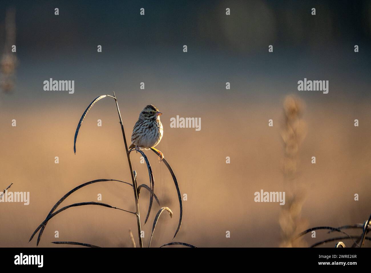 Tall plant hi-res stock photography and images - Alamy