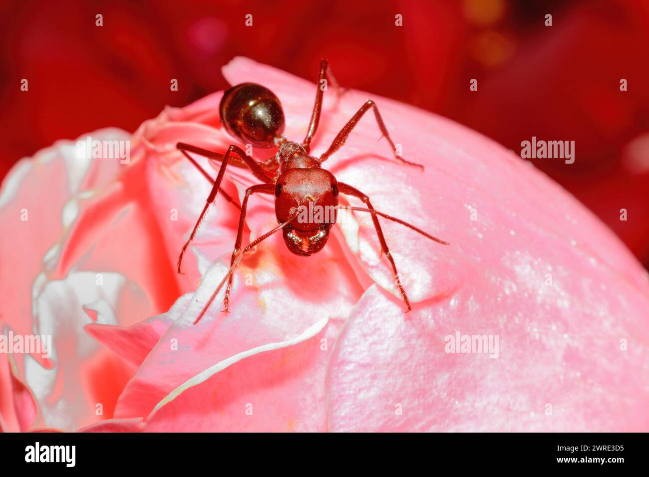 Red coloured ant on pink flower. Stock Photo