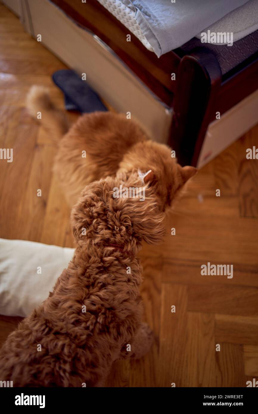 red cat and a cockapoo are fighting against the background of a bed covered with cardboard to protect from pets Stock Photo