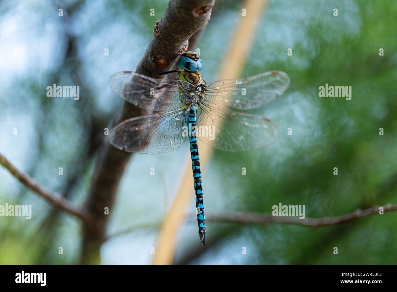 Blue hawker dragonfly (Aeshna affinis). Palavasian wetland - France. Stock Photo