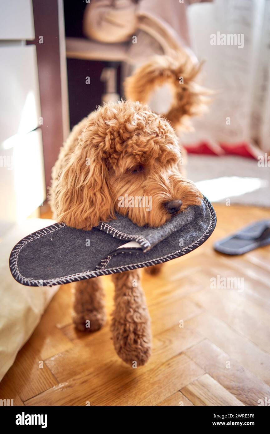 Humorous cockapoo hi res stock photography and images Alamy