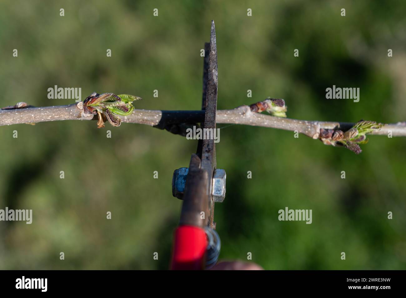 A man is pruning a tree with a pair of scissors. Stock Photo