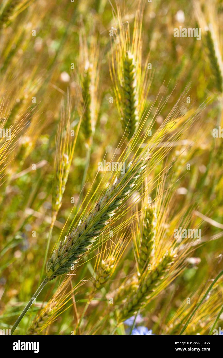 Background. Close-up. Yellow-green ripening ears of rye ( Secale cereale ) in a field. Stock Photo
