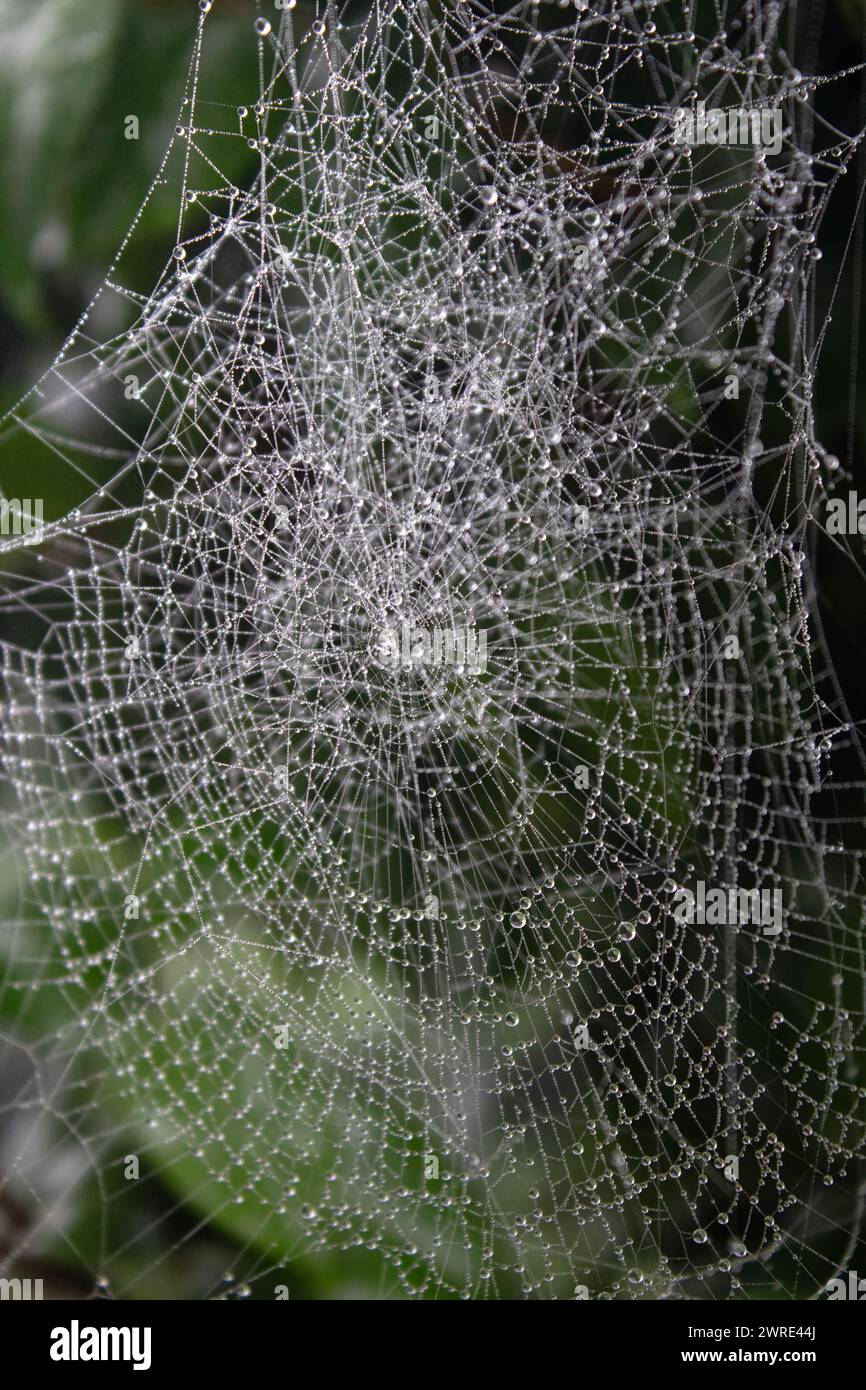 Rain drops on a spider's web in a garden in Darjeeling, India Stock Photo