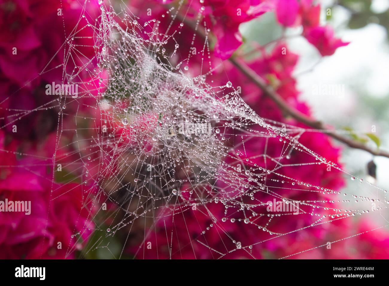 Rain drops on a spider's web in a garden  of pink bougainvillea in Darjeeling, India Stock Photo