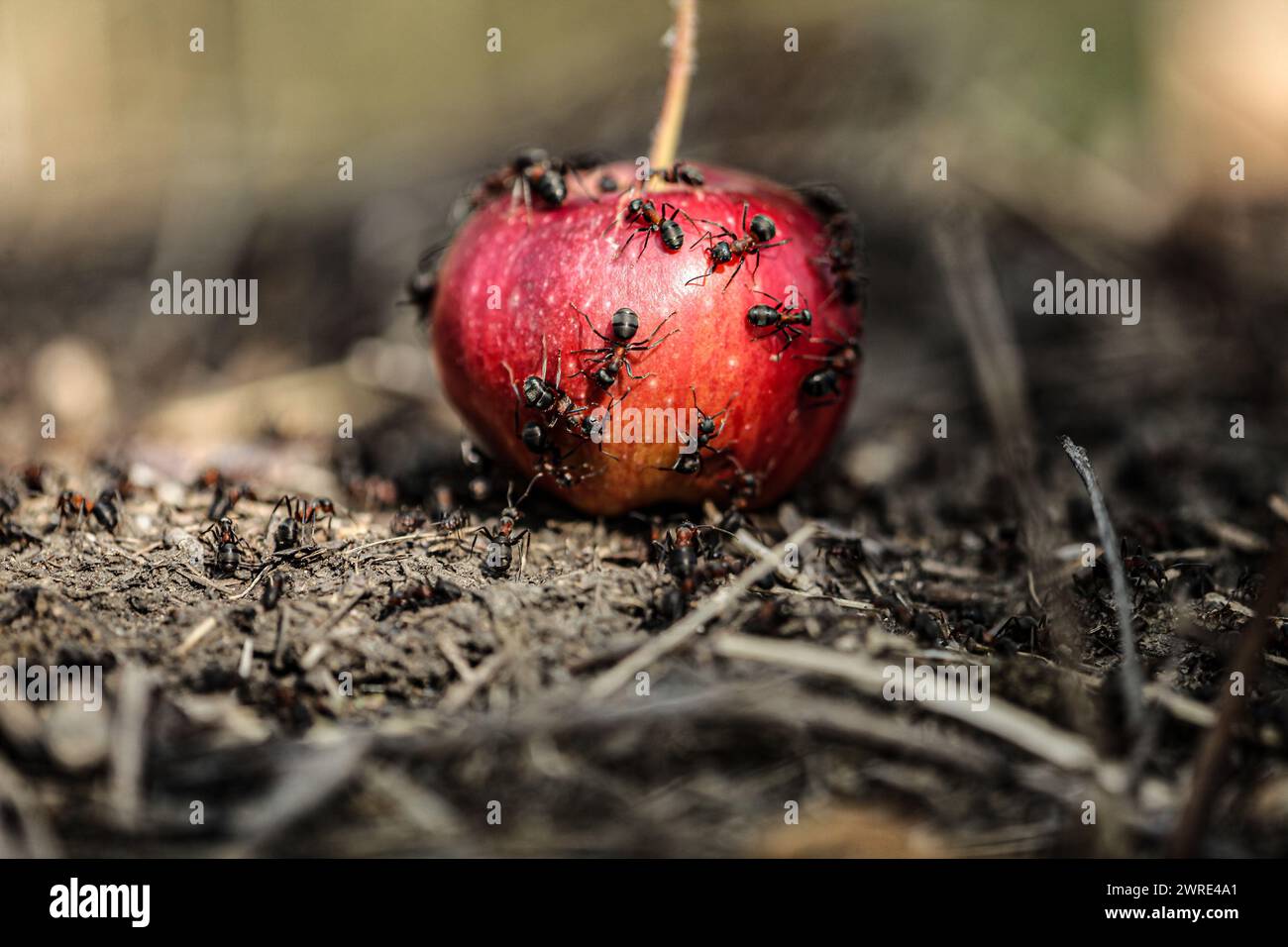 A colony of ants eats from a fallen red apple in an apple orchard after the fall fruit harvest. Macro picture. ants eating apples. Stock Photo