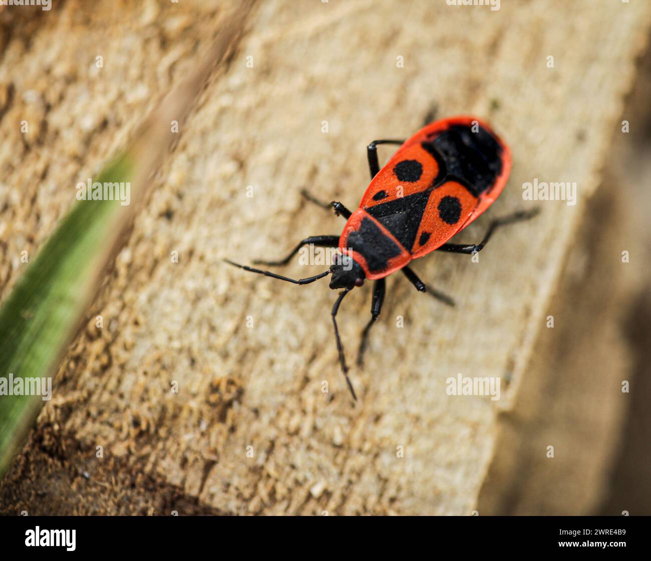 European firebug Pyrrhocoris apterus. Red and black adult insect in macro details. High quality photo Stock Photo