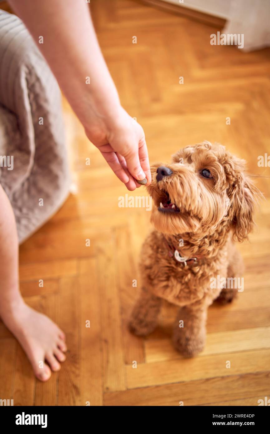 Behavior reinforcement hi-res stock photography and images - Alamy