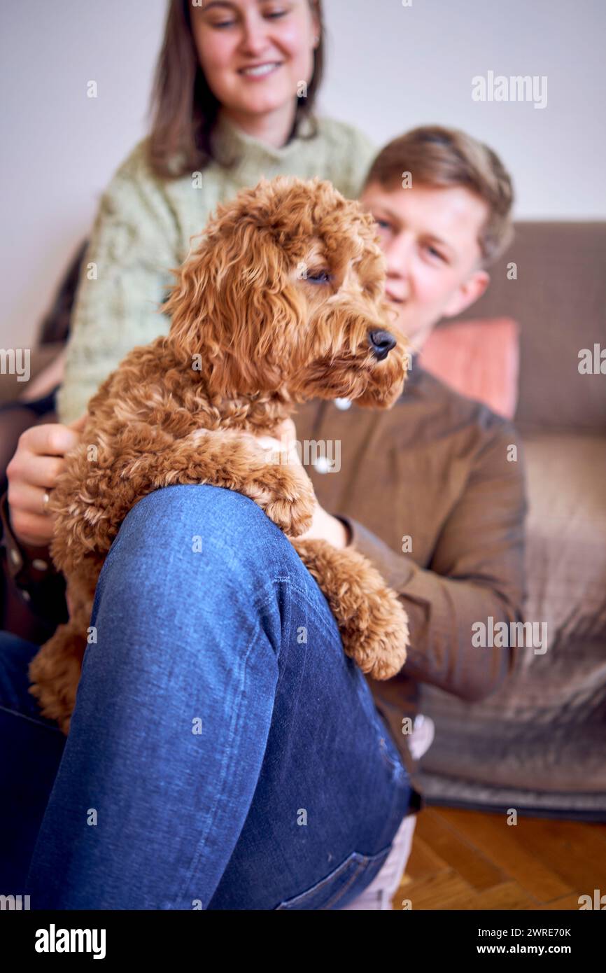 Canine family cockapoo hi-res stock photography and images - Alamy