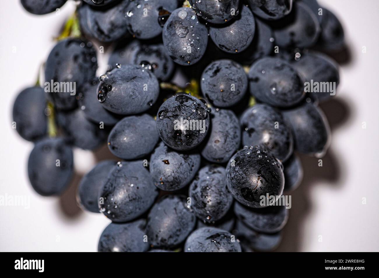 Java Graps Blue Bunches isabella grapes close hi-res stock photography and images - Alamy