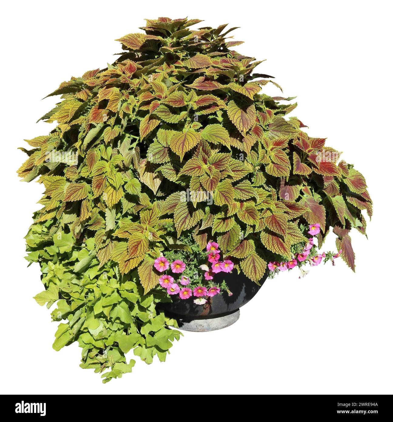 Decorative green plants and flowers grow in metal pot. Isolated on