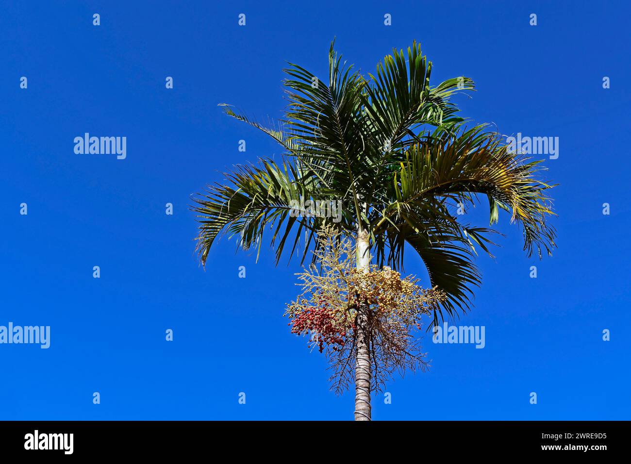 Carpentaria palm tree (Carpentaria acuminata) with fruits Stock Photo