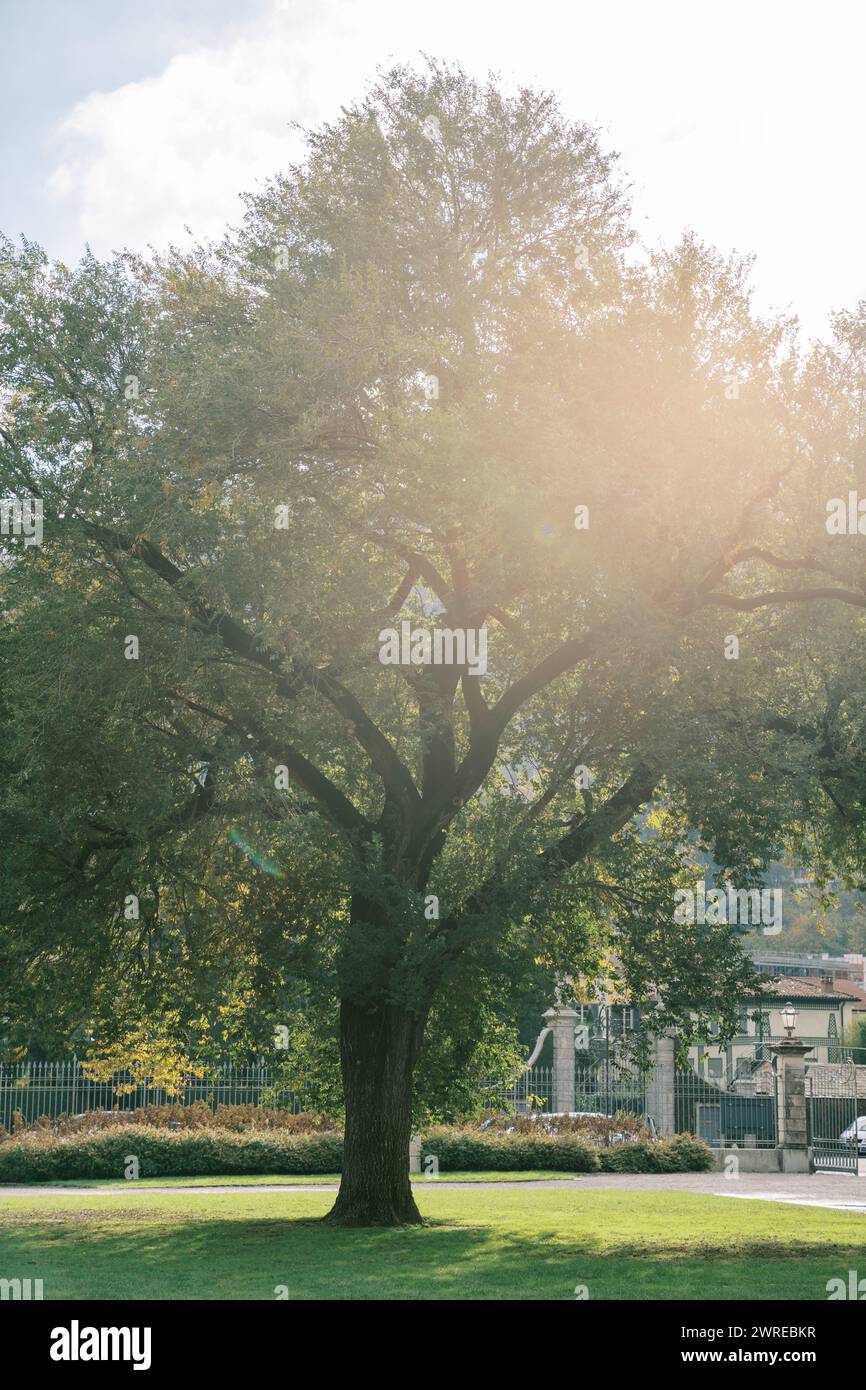 Sun shines through the green branches of a large tree in the garden ...