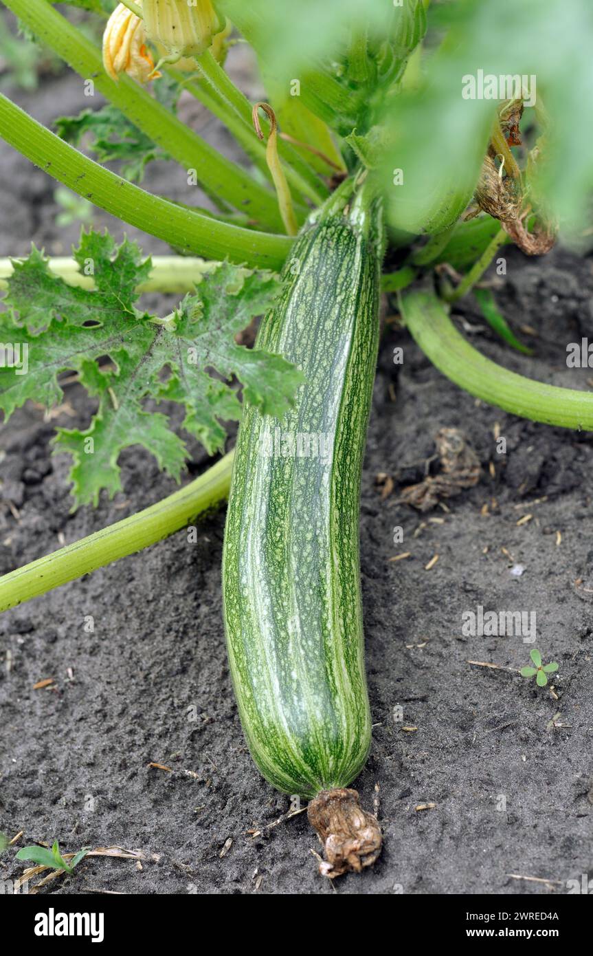 close-up of growing zucchini in the vegetable garden, vertical composition Stock Photo