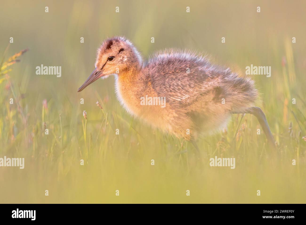 Black-tailed Godwit (Limosa limosa) chick foraging for insects in natural grassland. This is one of the wader bird target species  in dutch nature pro Stock Photo