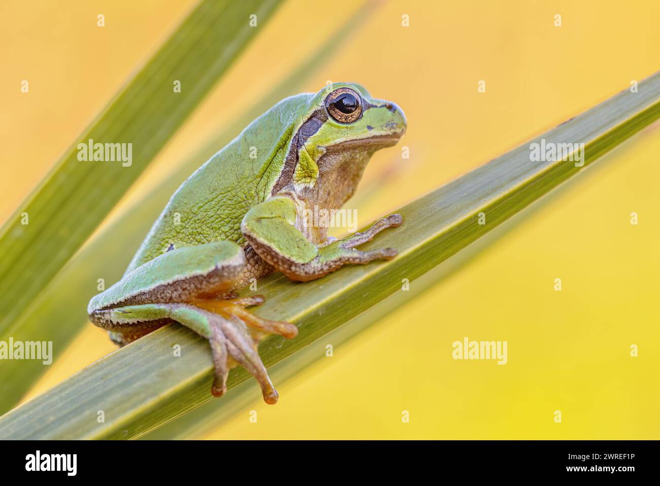 Green European tree frog (Hyla arborea) climbing in plant. Wildlife scene of nature in Europe. Wildlife scene of nature in Europe. Stock Photo