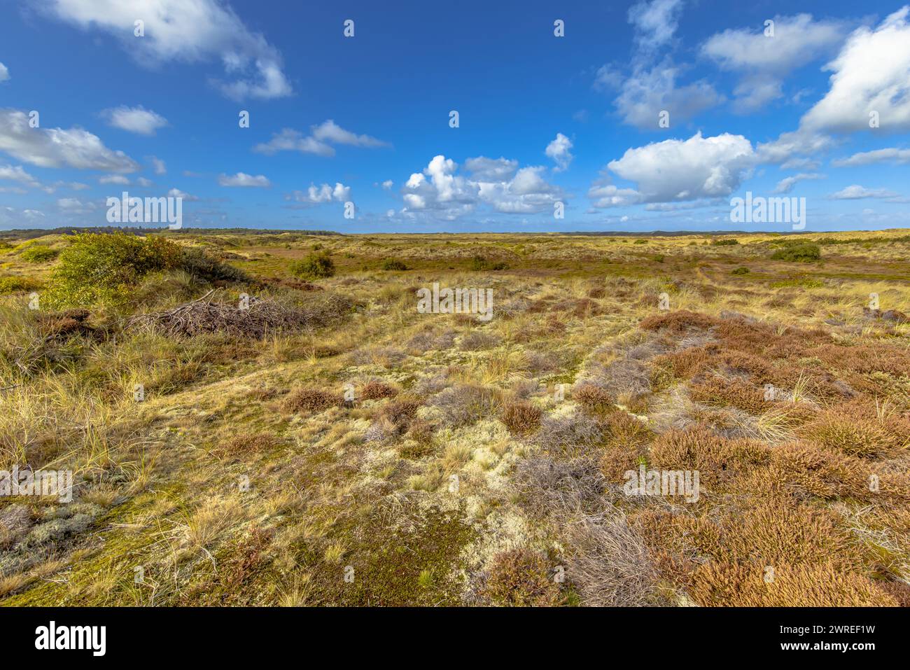 Dune Vegetation on Terschelling Wadden Barrier Island. Landscape Scene of Nature in Europe. Stock Photo