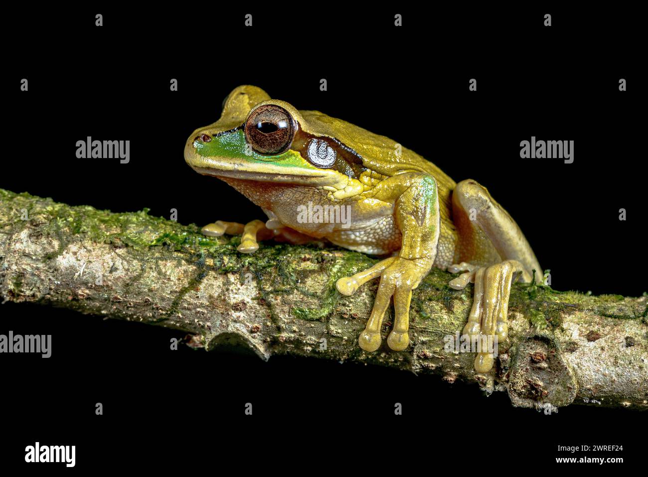 Cross-banded tree frog (Smilisca phaeota). The nickname of masked tree frog comes from the black or dark colored markings that start at their nose and Stock Photo