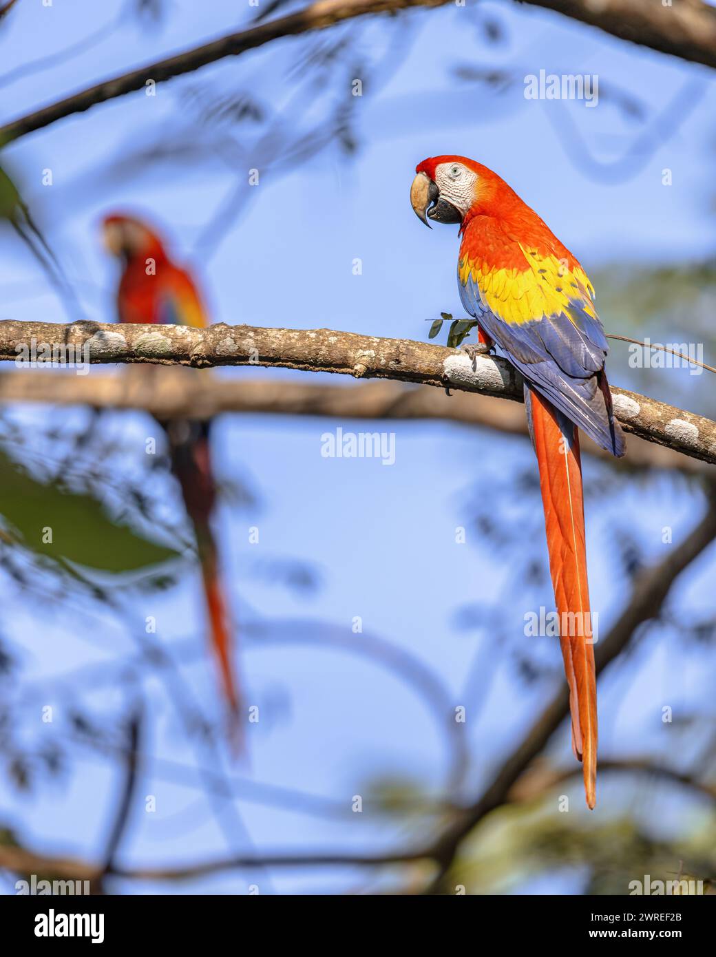 Scarlet macaw (Ara macao) is a large yellow, red and blue Neotropical parrot native to humid evergreen forests of the Americas. Pair in rainforest. Wi Stock Photo