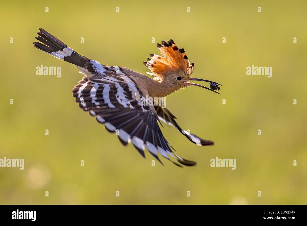 Eurasian hoopoe (Upupa epops) bird with beetle insect in beak and raised crest. One of the most beautiful birds of Europe aproaching nesting site. Wil Stock Photo