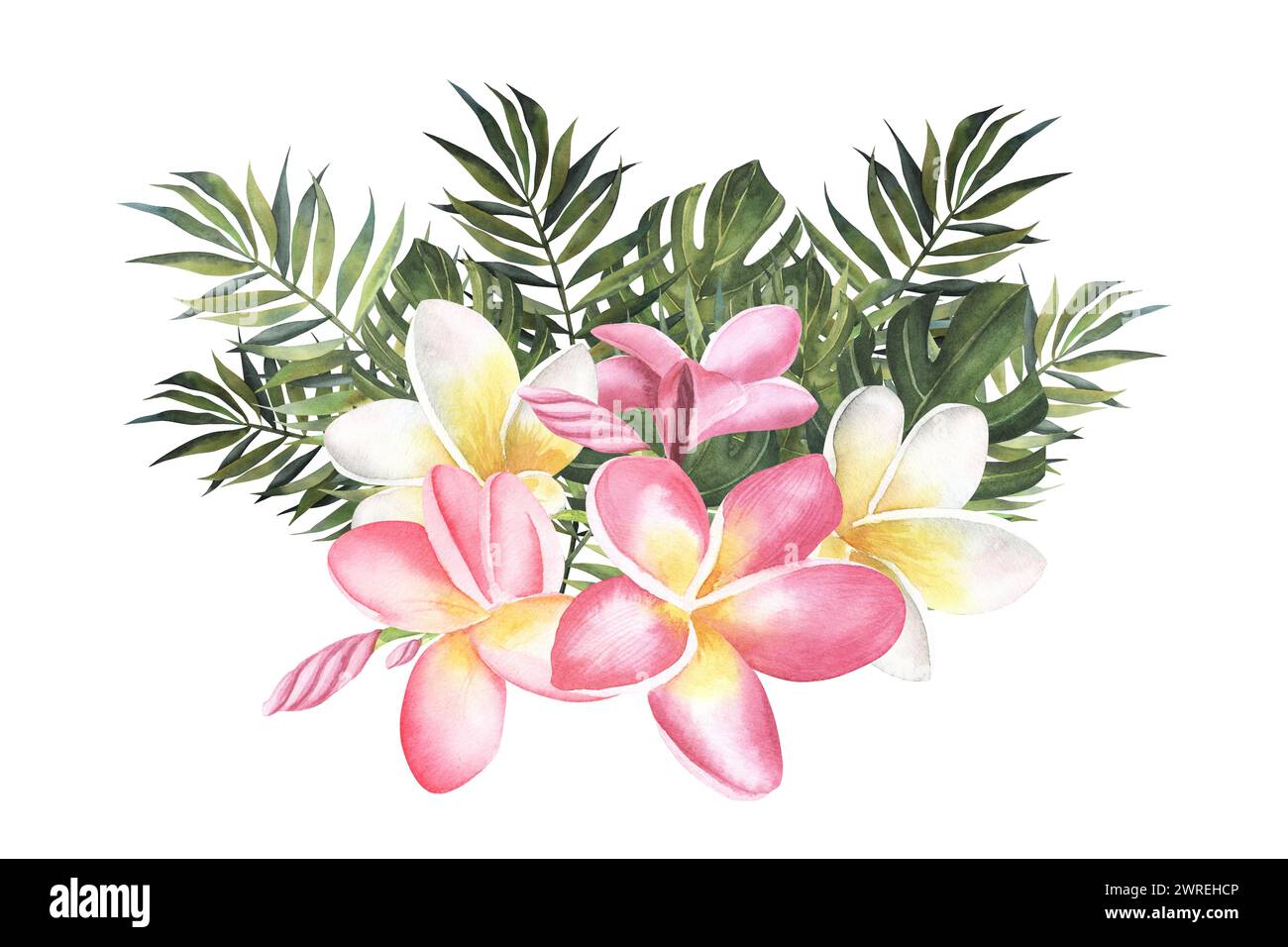 Plumeria Or Frangipani Or Temple Tree Flower. Close Up Bunch Pink-red ...