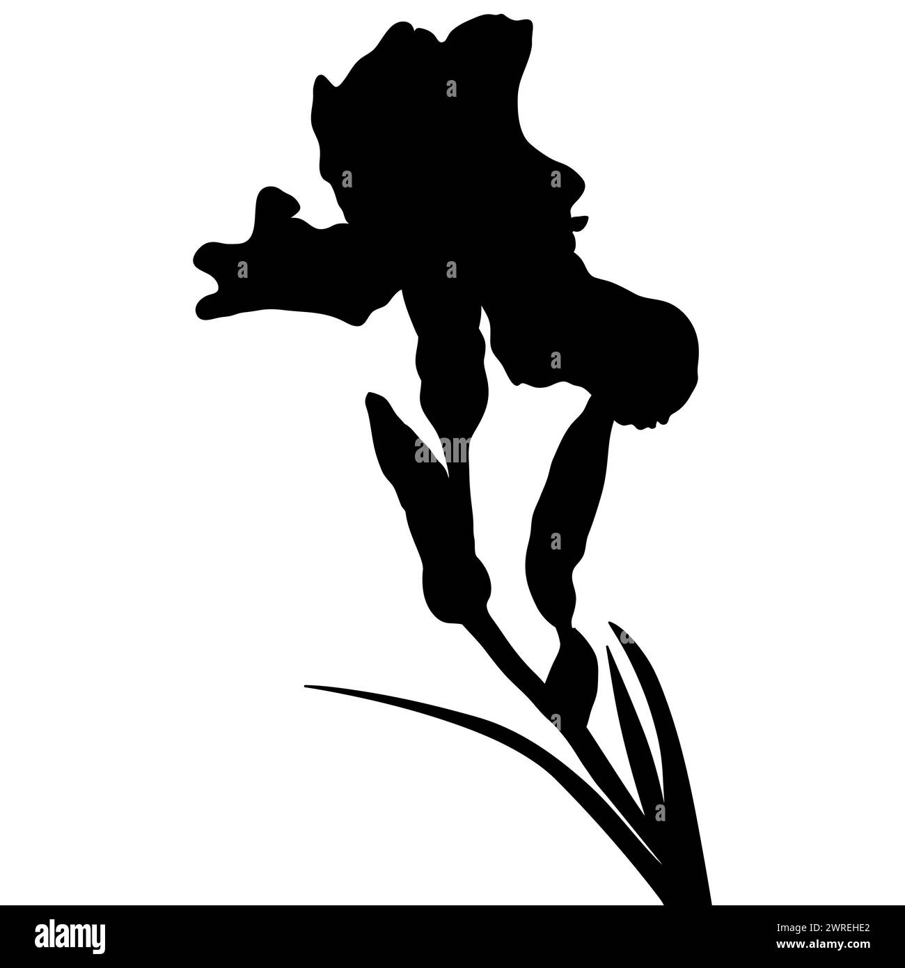 Iris flower black silhouette, botanical vector illustration isolated on white background. Stock Vector