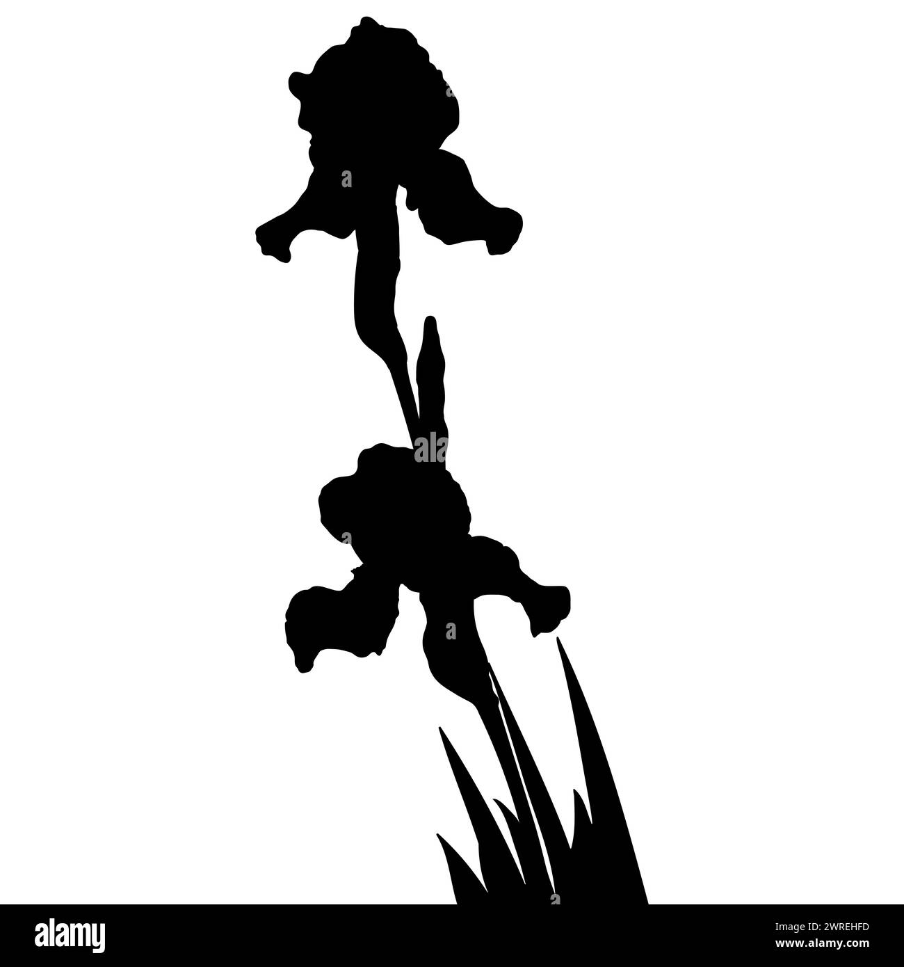Iris flower black silhouette, botanical vector illustration isolated on white background. Stock Vector