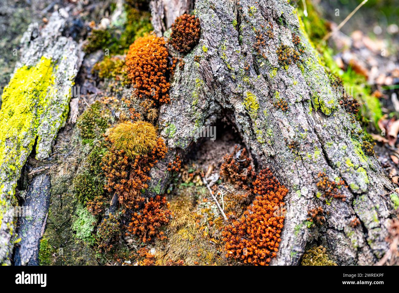 A closeup shot of a tree trunk covered in vibrant orange and green moss Stock Photo