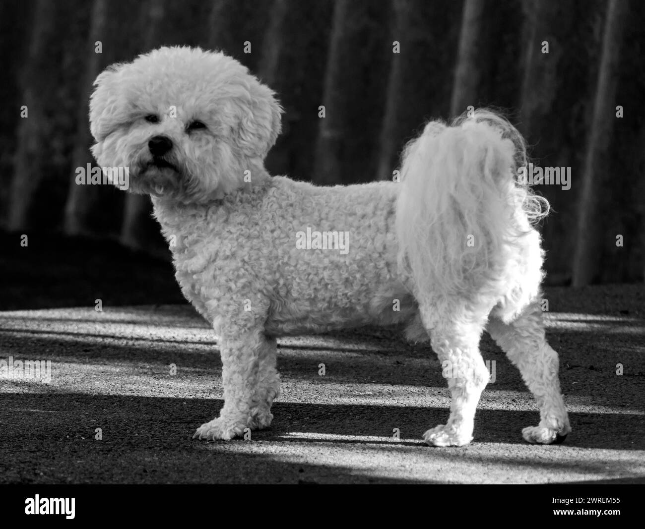 Portrait of a Bichon Frise dog in close-up. Stock Photo