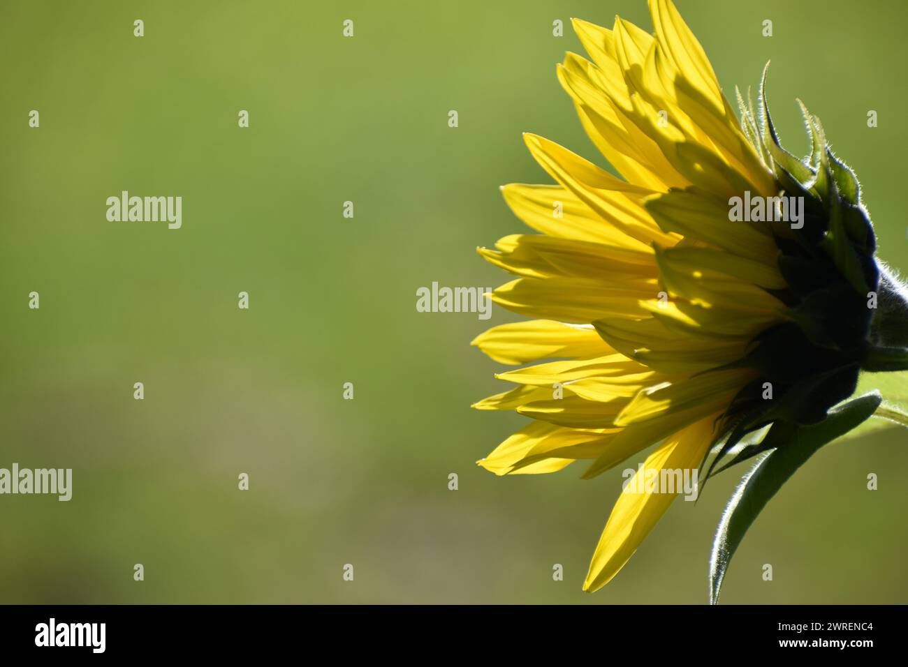 A sunflower in the garden, SainteApolline, Québec, Canada Stock Photo