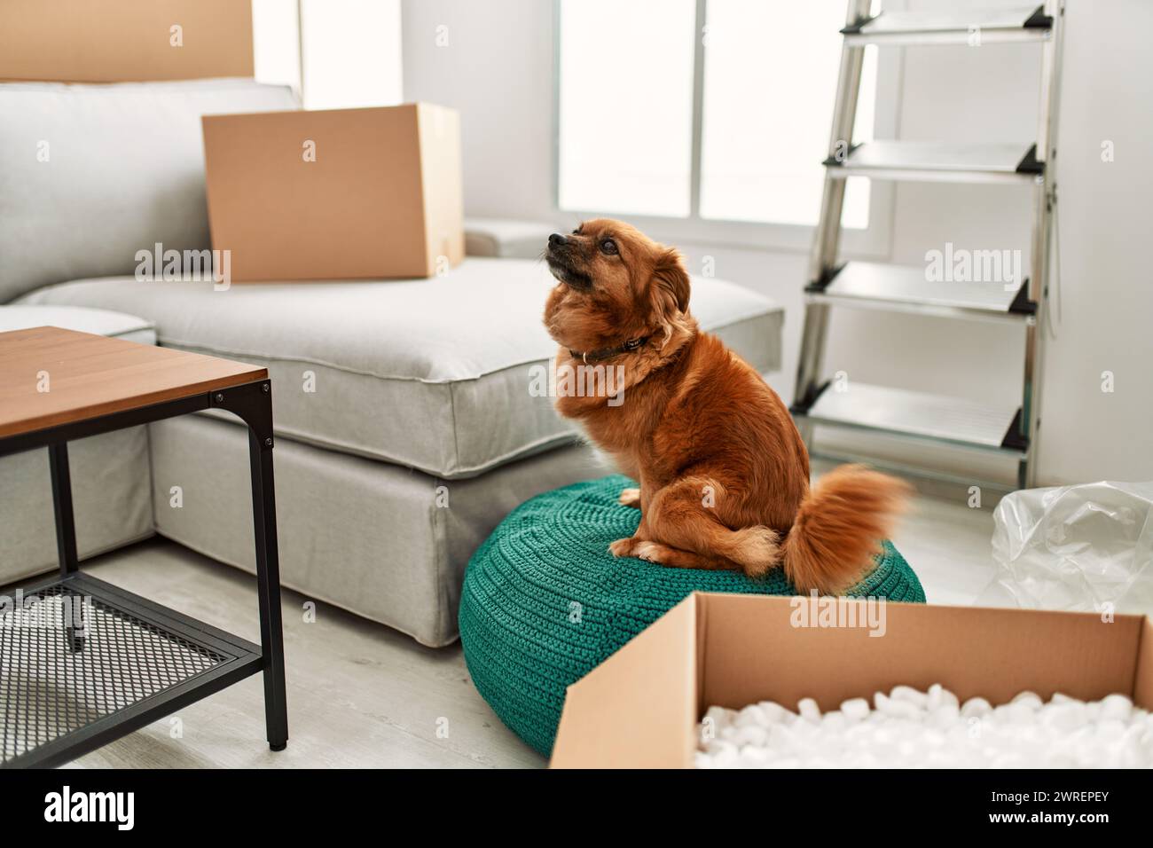 A dog sits on a pouf in a cluttered living room with boxes during moving day, evoking a sense of home and transition. Stock Photo