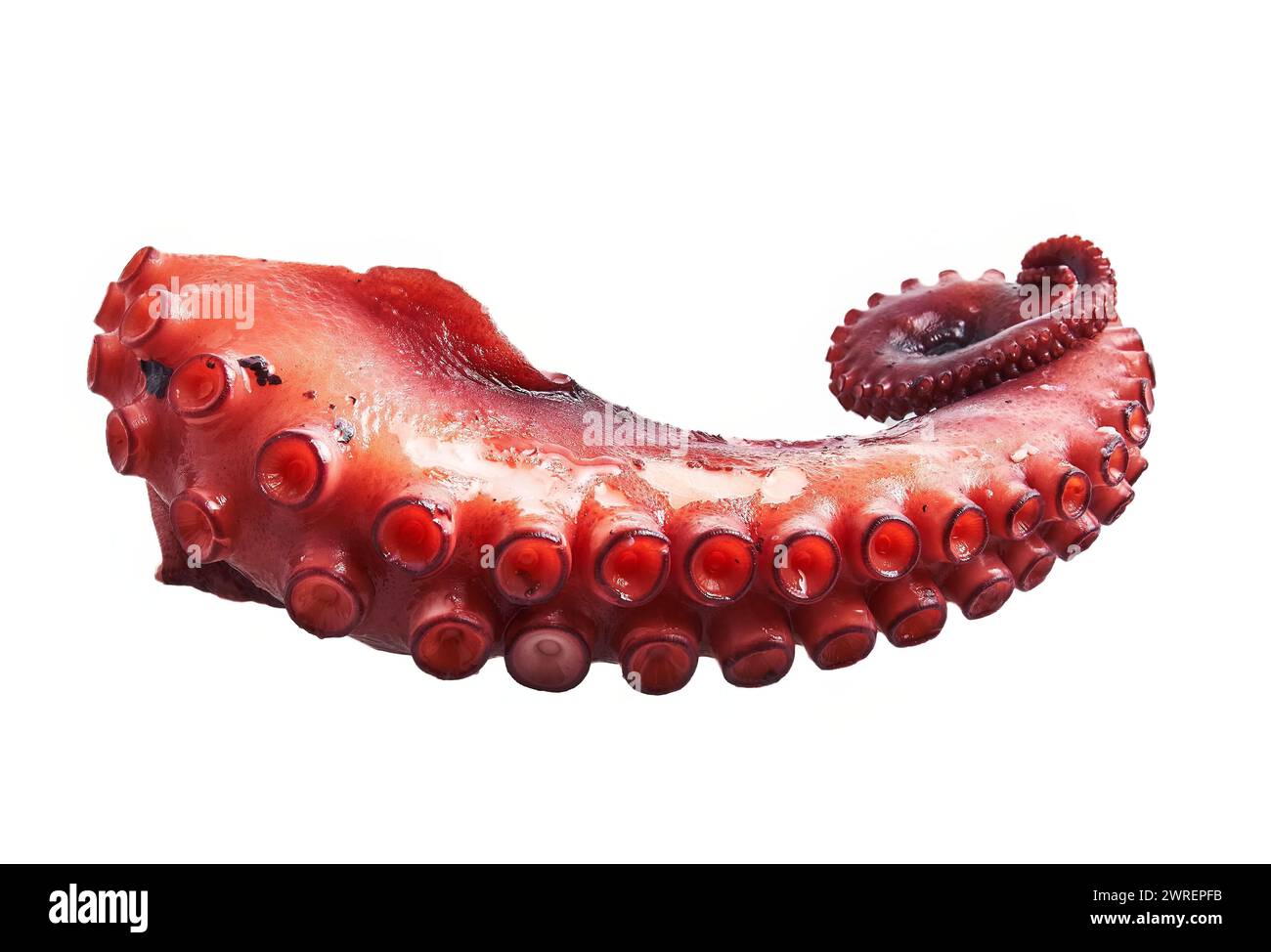 Isolated octopus tentacle with suckers against a white background ...
