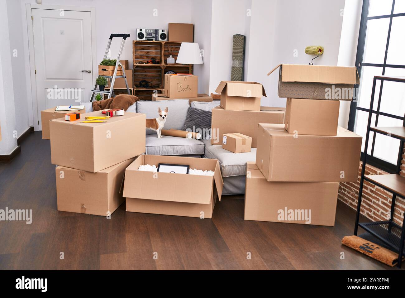 Cardboard boxes piled in an apartment, indicating moving day with a small dog standing amidst the chaos. Stock Photo