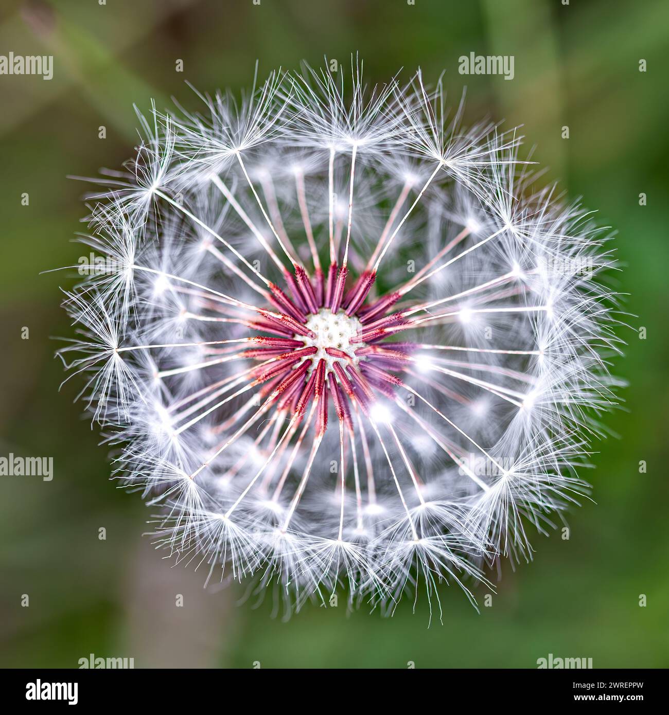 Highlighting botanical anatomy hi-res stock photography and images - Alamy
