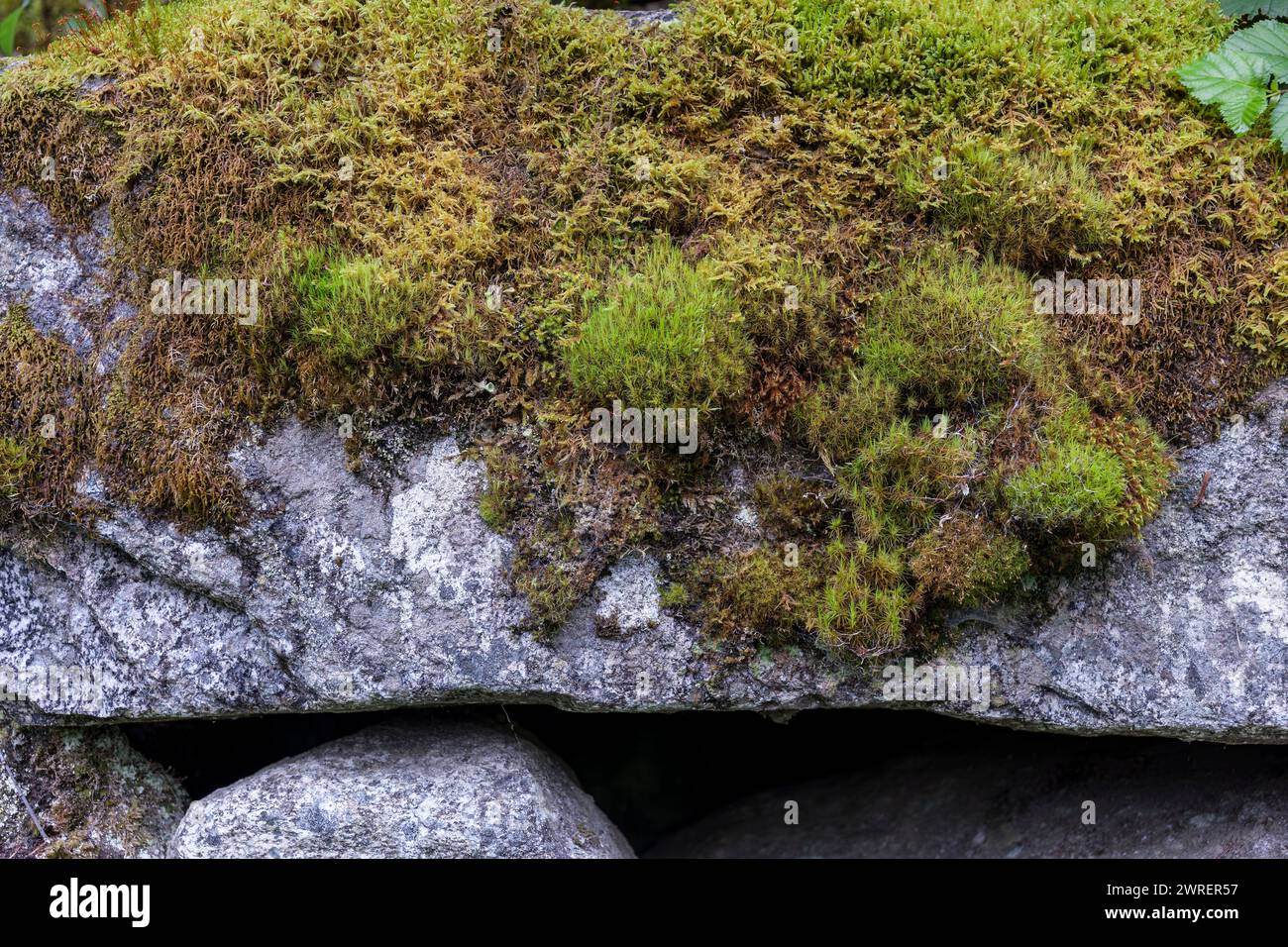 Granite boulder covered in various types of moss. Stock Photo