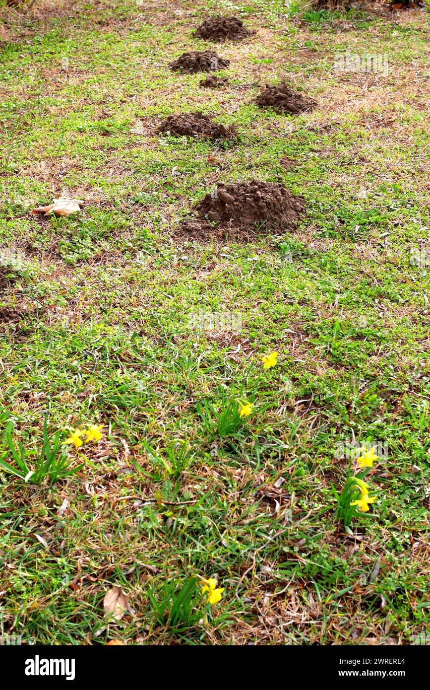 Molehills and daffodils in a garden in early spring, Hungary Stock Photo