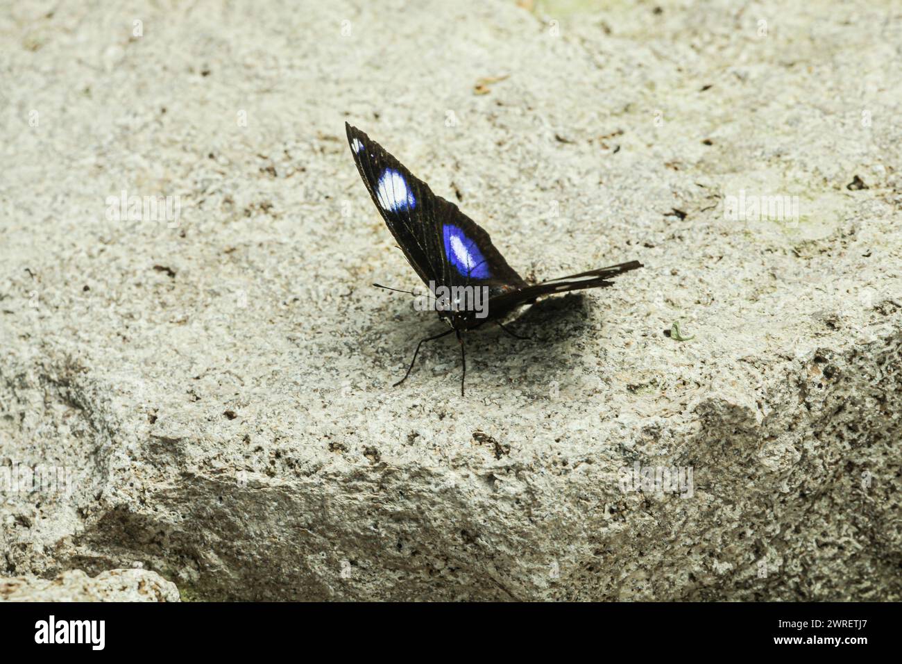 A very beautiful and attractive butterfly posed on a stone heated by the sun, an active butterfly named Hypolimnas bolina butterfly. Stock Photo