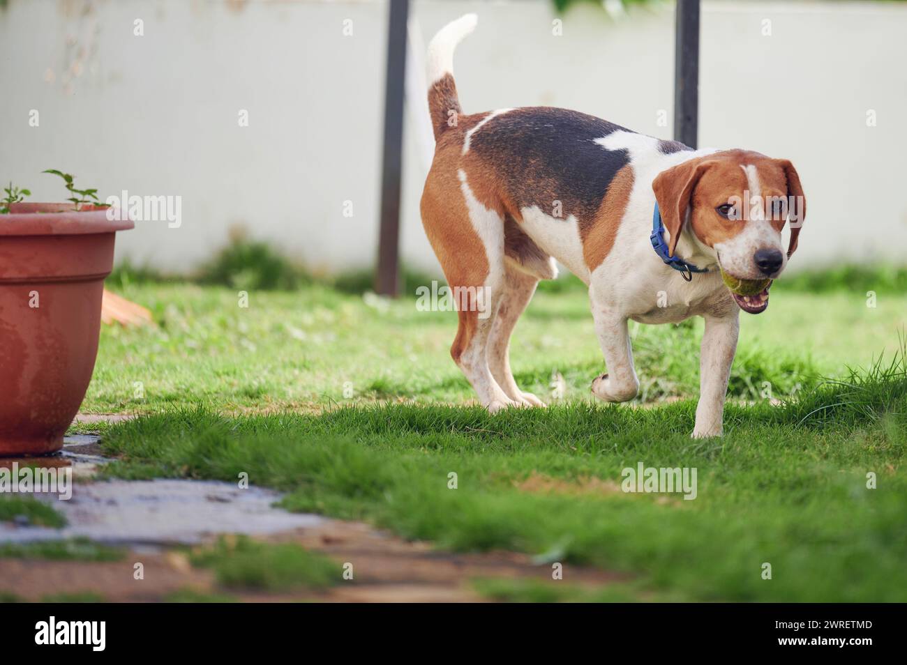 Cute funny beagle dog running with ball on garden Stock Photo
