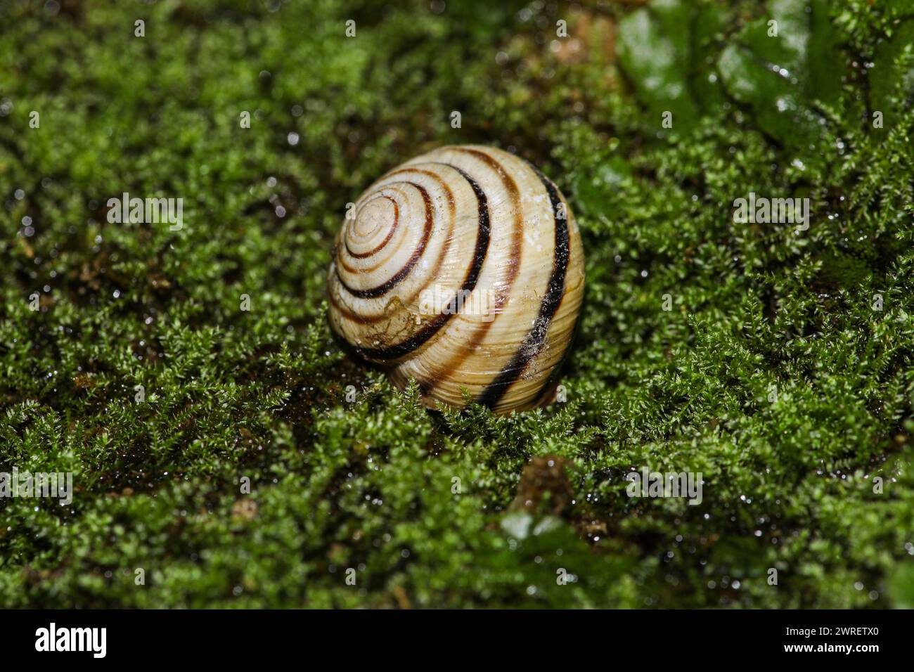 The picture of a snail on green moss that is in his house, is a macro picture. High quality photo Stock Photo