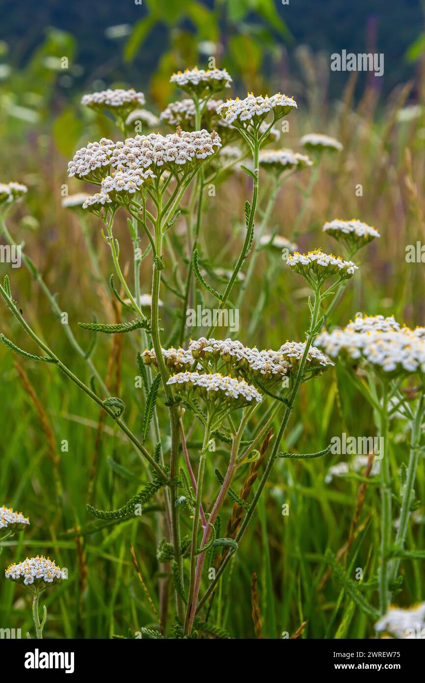 Common yarrow Achillea millefolium white flowers close up, floral background green leaves. Medicinal organic natural herbs, plants concept. Wild yarro Stock Photo