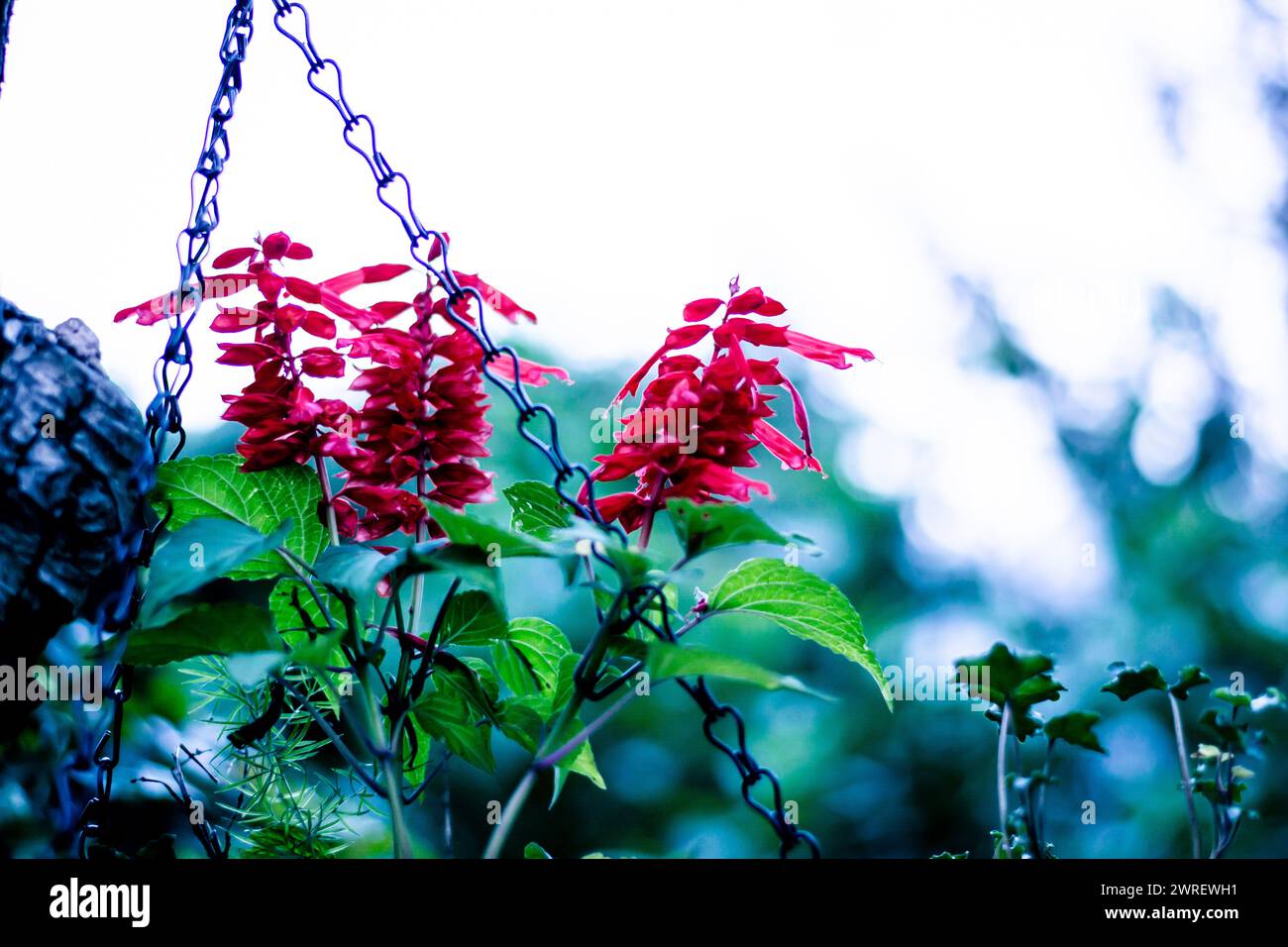Salvia from garden. Scarlet sage - Salvia splendens Vista Red blooming in the garden. Red Salvia Splendens. Stock Photo