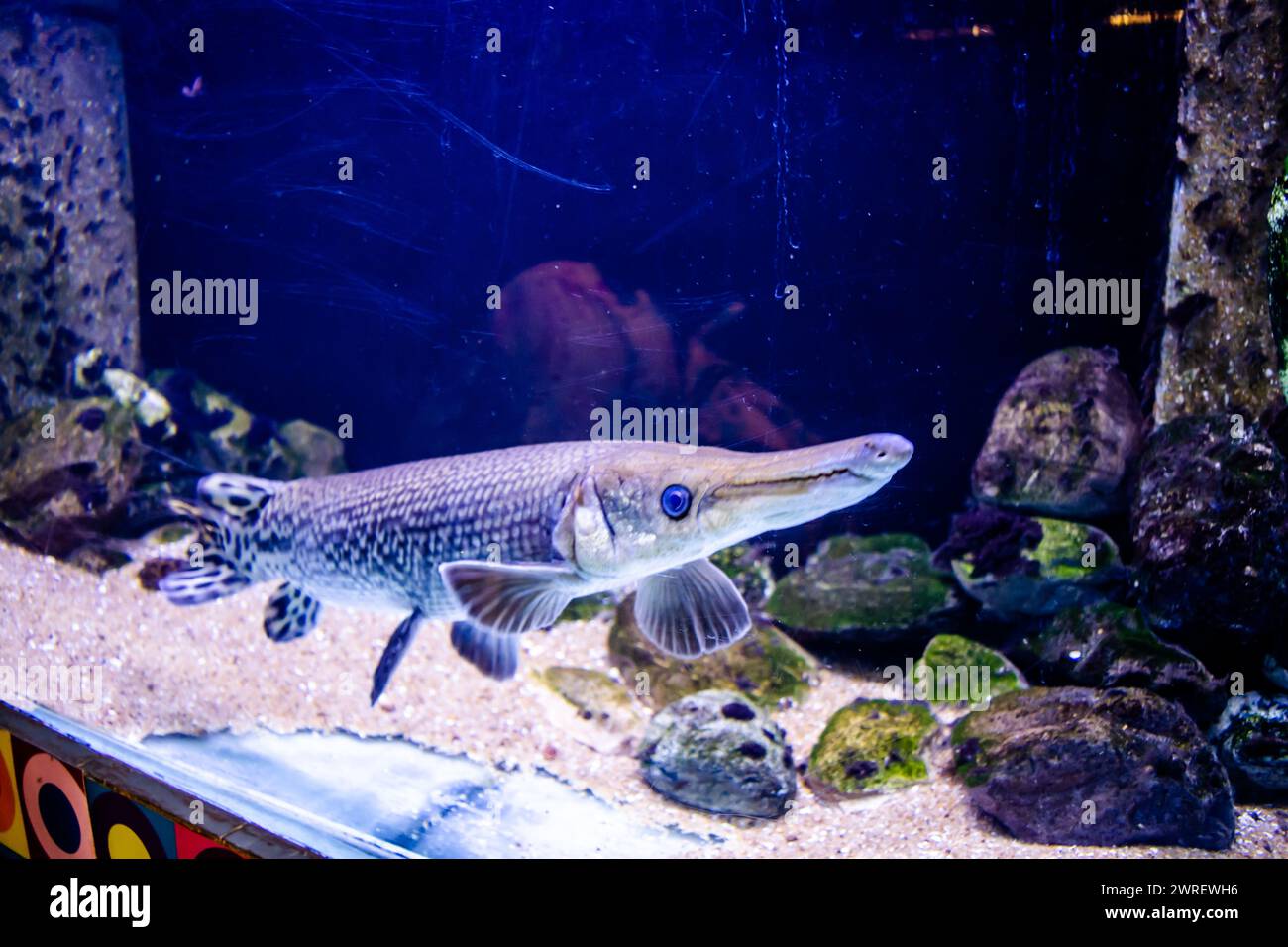 Alligator gar, Alligator Fish (Atractosteus spatula) swimming in the big aquarium. Aquarium Island Café, Bhimtal uttrakhand. Stock Photo