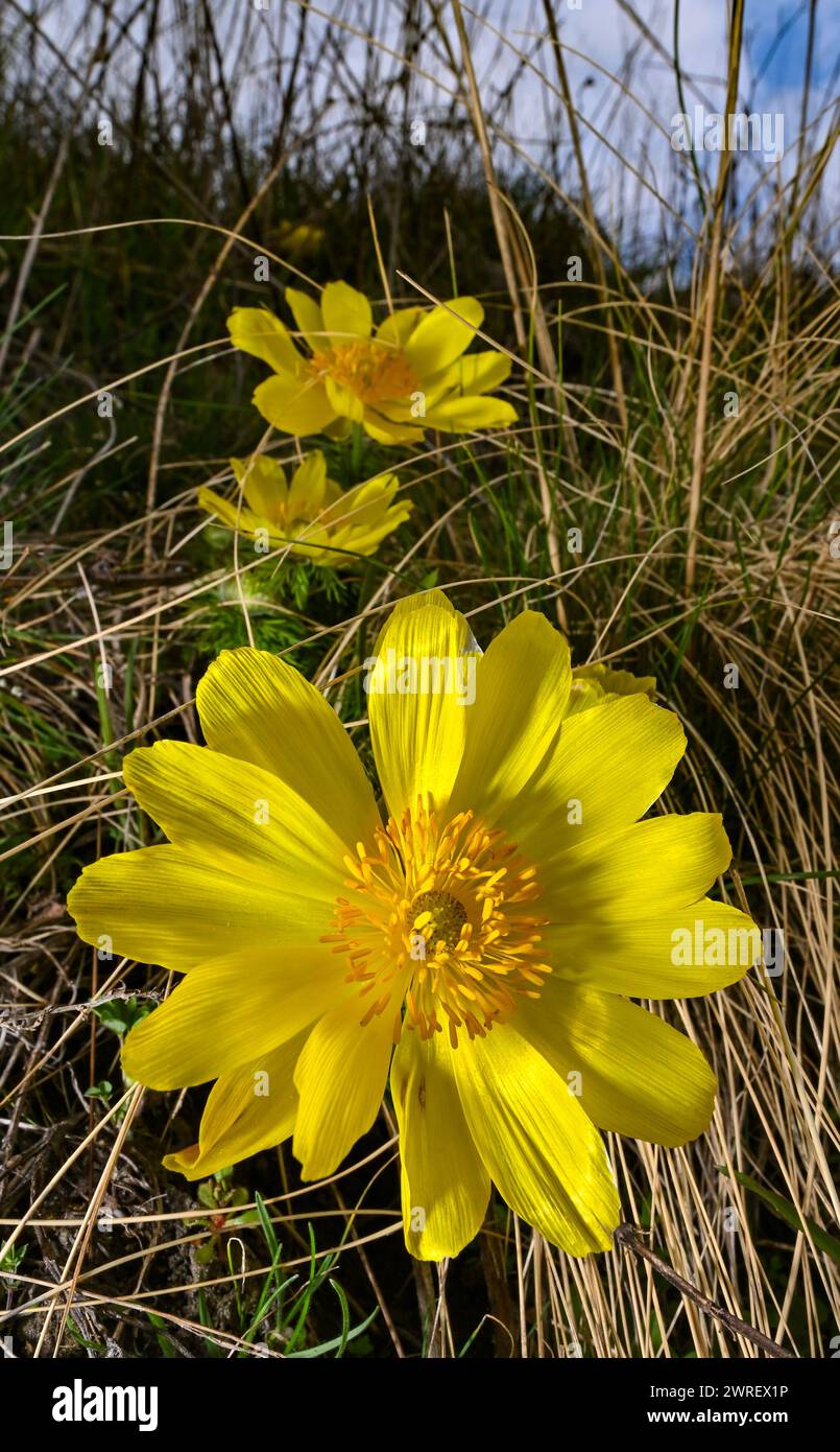 12 March 2024, Brandenburg, Lebus: Adonis blossoms on the Oder slope in the district of Märkisch-Oderland. The mild temperatures and warm sunshine of the last few days have led to the first Adonis flowers blooming. The area between Lebus on the Oder and Mallnow on the edge of the Oderbruch in East Brandenburg is one of the largest contiguous areas of Adonis florets in Europe. In Brandenburg, these strictly protected species are only found on the Pontic Slopes north of Frankfurt (Oder). In 1984, the area was declared a protected nature reserve for the poisonous flowers. Photo: Patrick Pleul/dpa Stock Photo