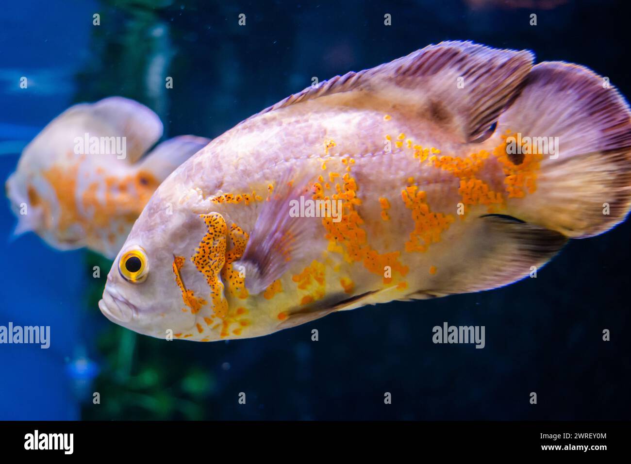 Oscar Fish swimming in the big aquarium. Aquarium Island Café, Bhimtal uttrakhand. Astronotus ocellatus. bubble eyes. The South American “Water Dog”. Stock Photo