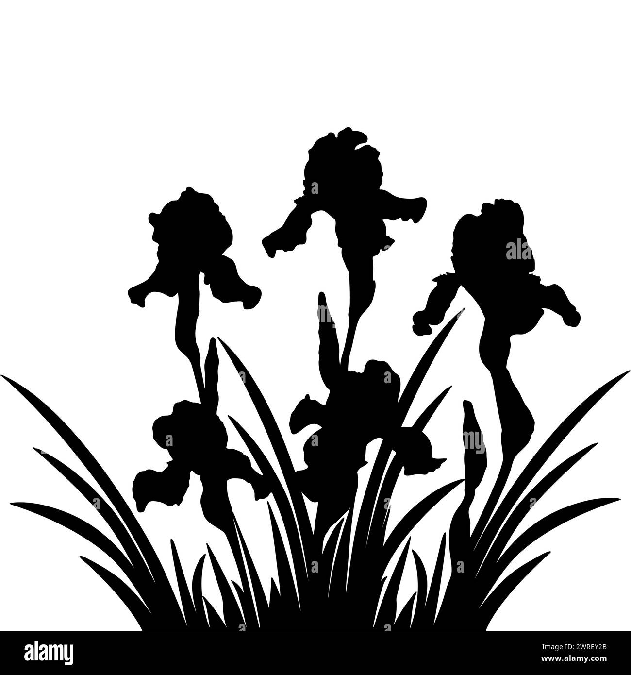 Iris flower black silhouettes, botanical vector illustration isolated on white background. Stock Vector