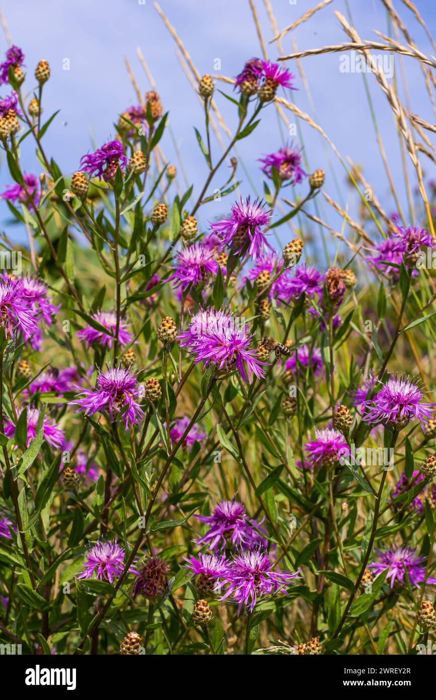 Centaurea jacea, the Brown Knapweed, known also as Brown-rayed Knapweed ...