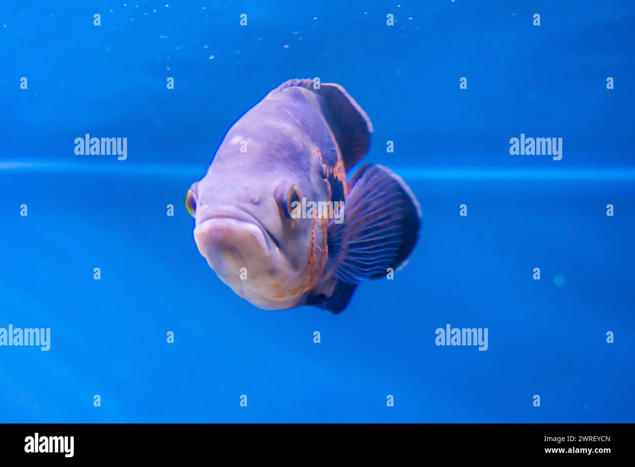 Photo inspiration: Visual Reference: Das Custom Aquarium Racks Animal Habitats For Retail Education