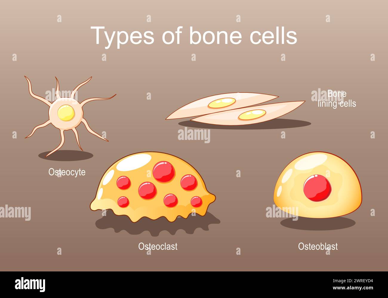 Types of bone cells for Bone formation, resorption and remodeling. Osteocyte, lining cells, osteoblast, osteoclast. Osteogenesis. Isometric flat vecto Stock Vector