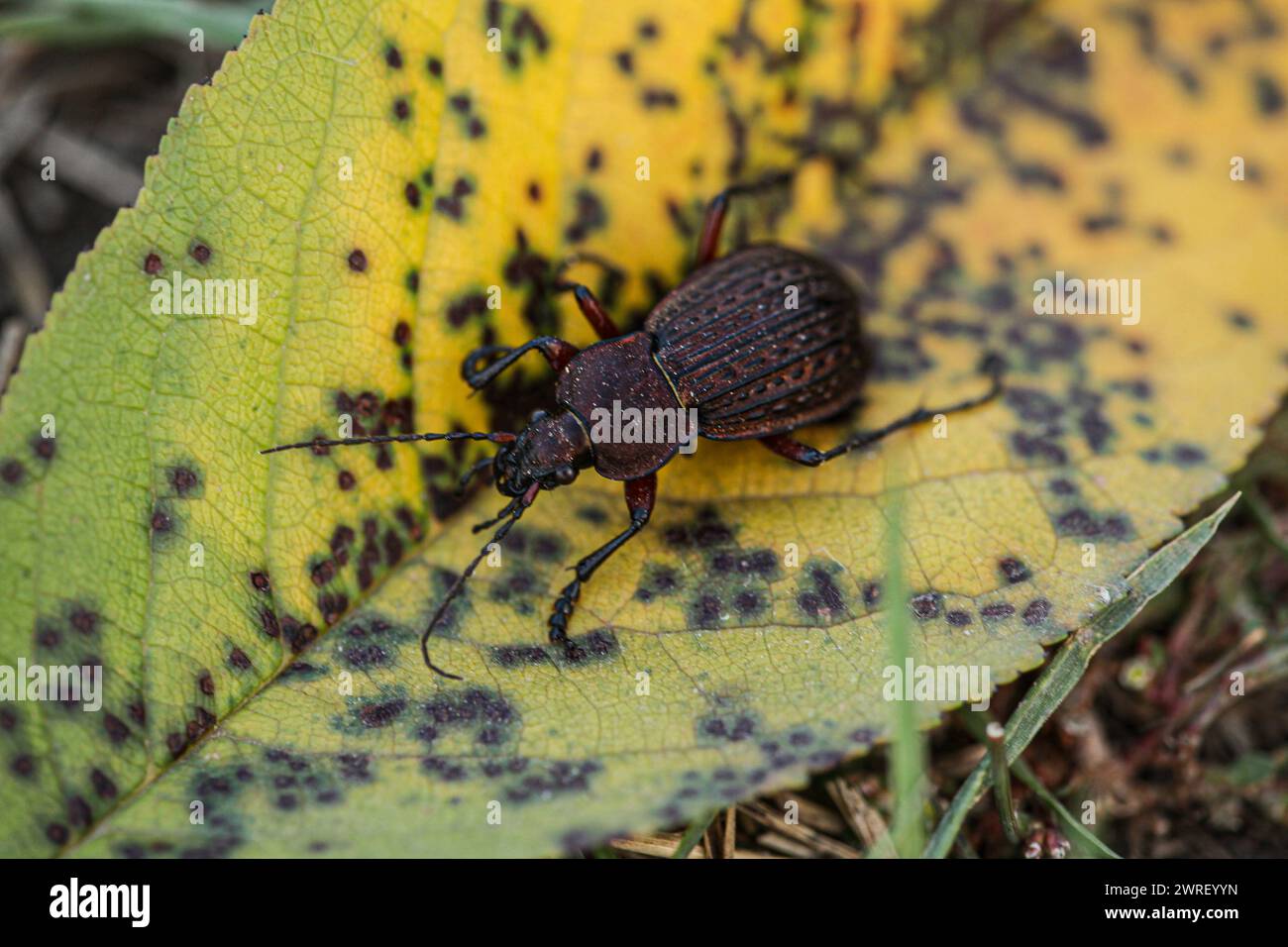 A beautiful cancellatus carabus species with a very attractive brown color, captured during the day on a leaf of the rich autumn color. High quality p Stock Photo