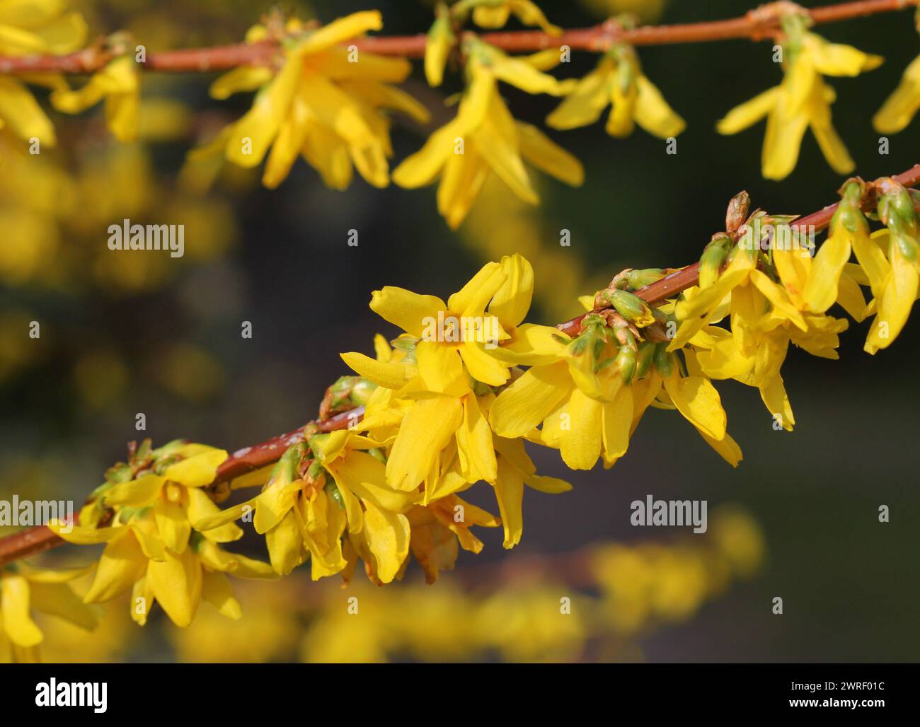 The beautiful yellow flowers of Forsythia in Spring Stock Photo